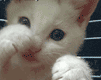 gif-picture